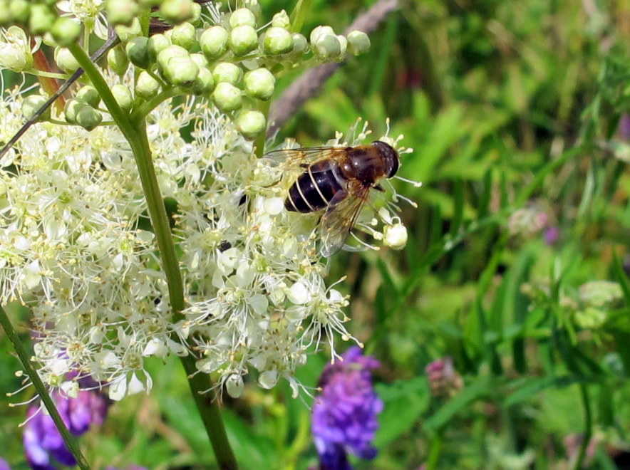 ...gesammelt von fleißigen Bienchen...