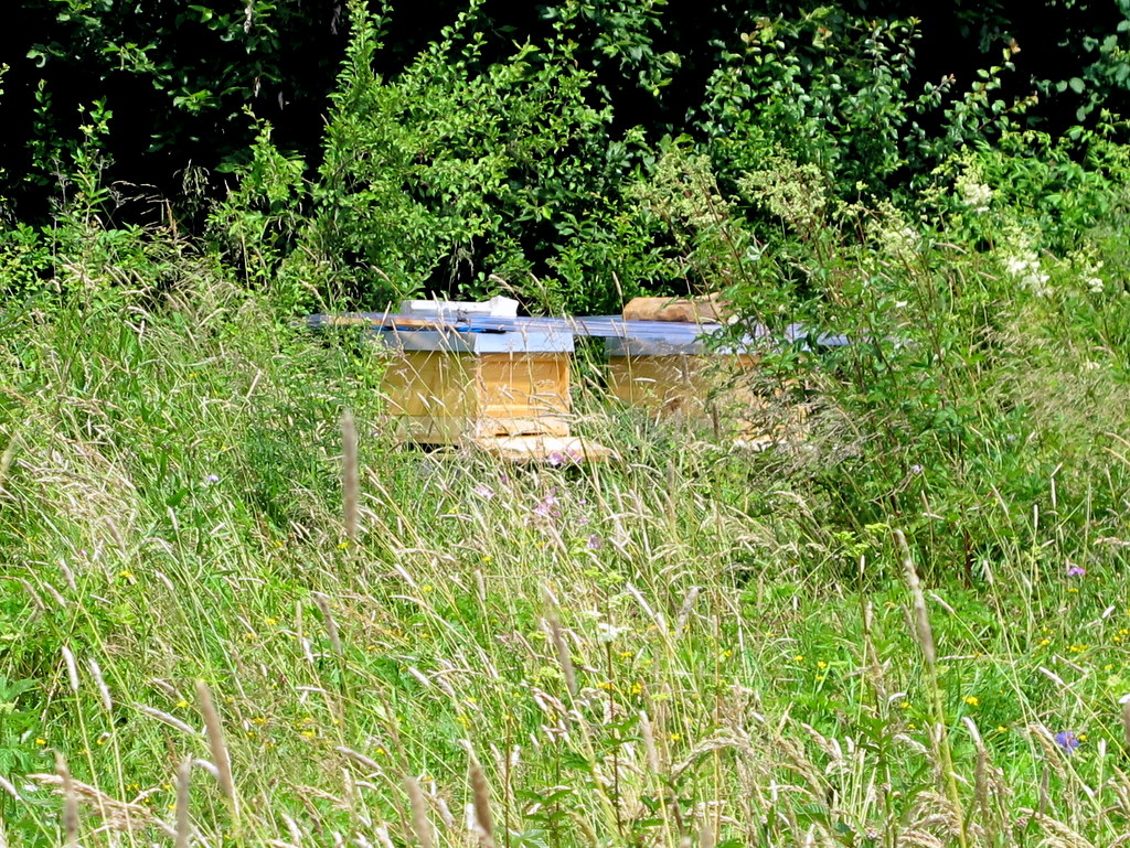 Bienenstöcke inmitten einer wunderschönen naturbelassenen Wiese - bester Wildblütenhonig! 