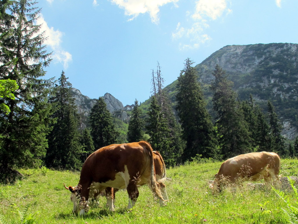 Oberbayerische Kühe, Hütte im fernen Hintergrund