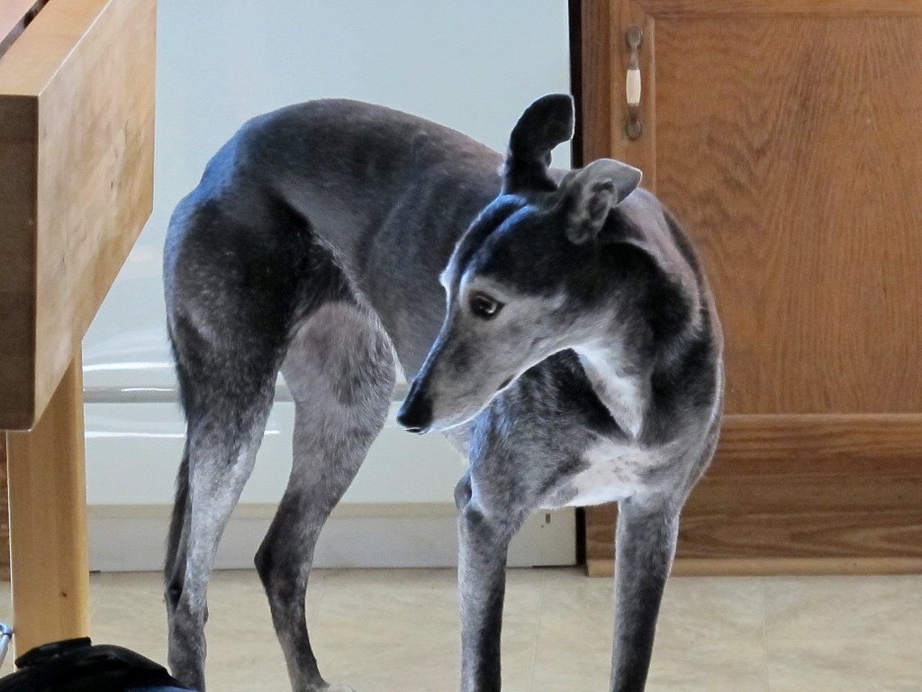 Beautiful Zuzu