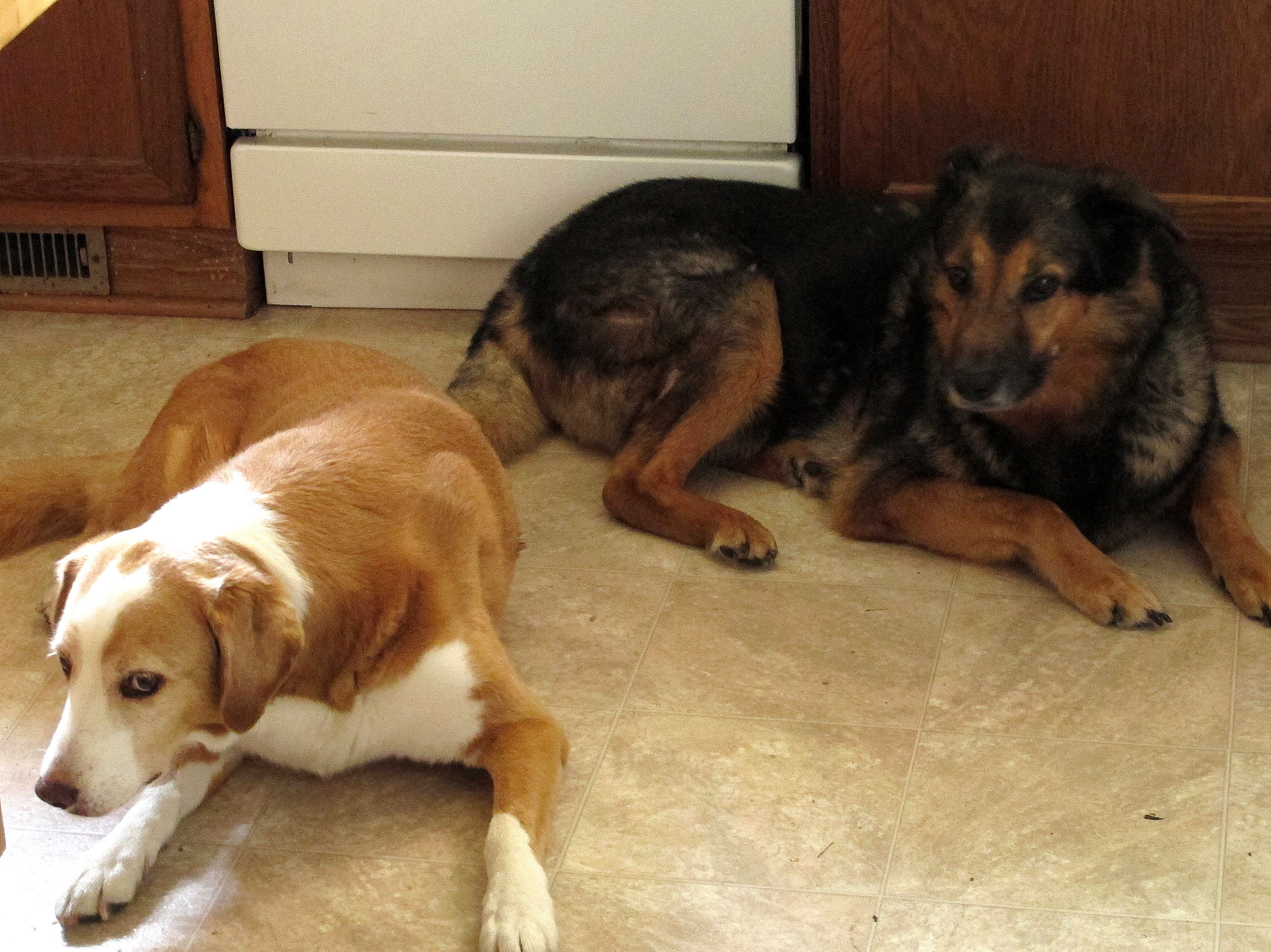Scooter and Cookie waiting for the food to get ready