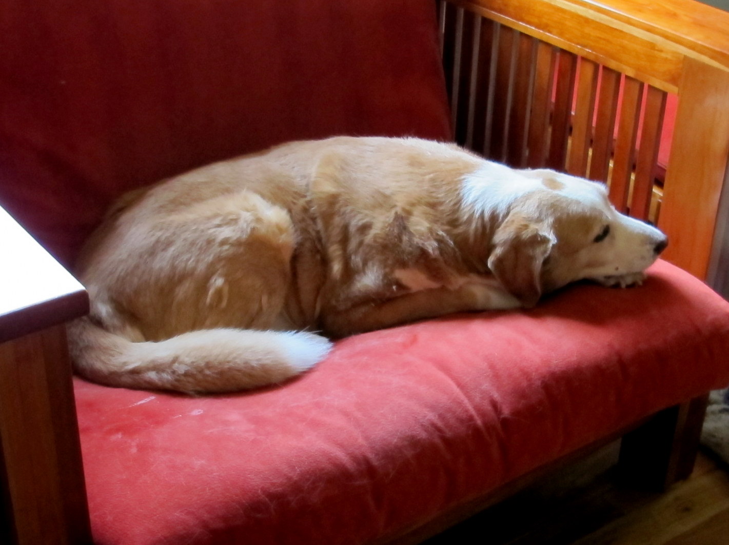 Scooter on his favorite place
