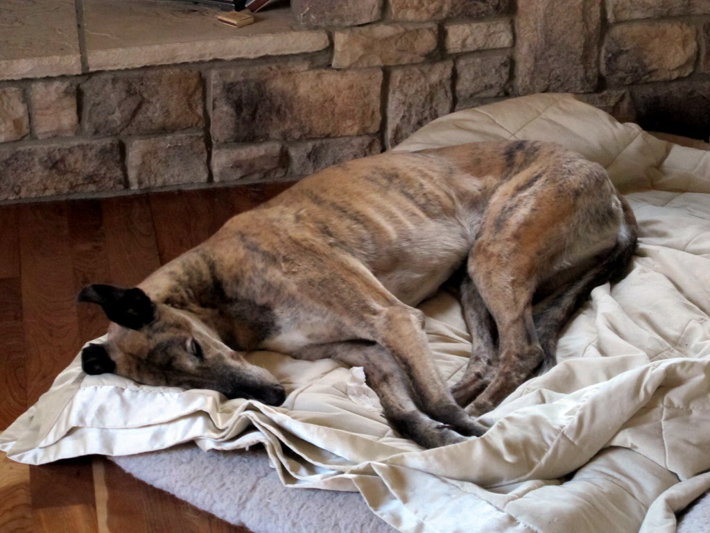 Sachi in sleeping mode