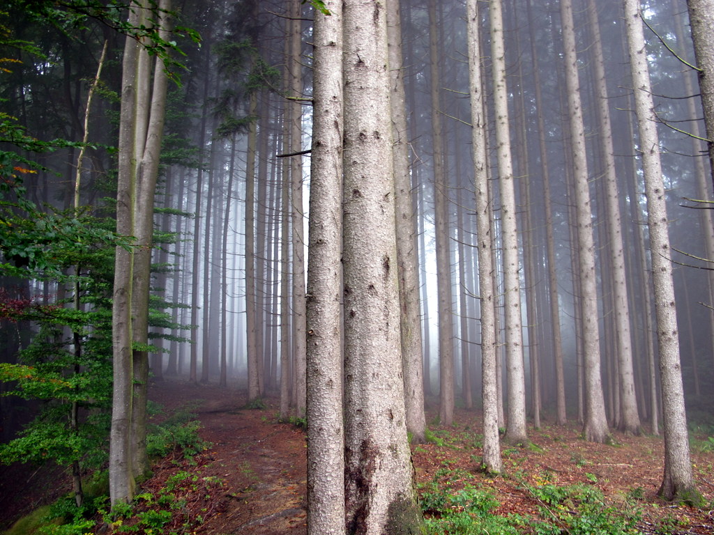 Hiking through woodland...