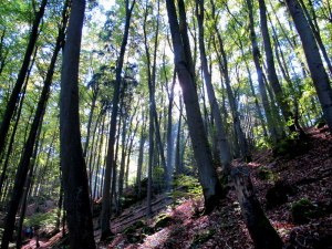 Altmühltal Panoramaweg Riedenburg - Kelheim 