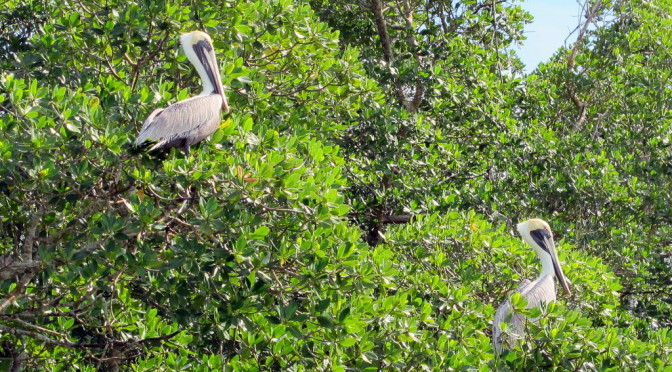 Florida – Everglades