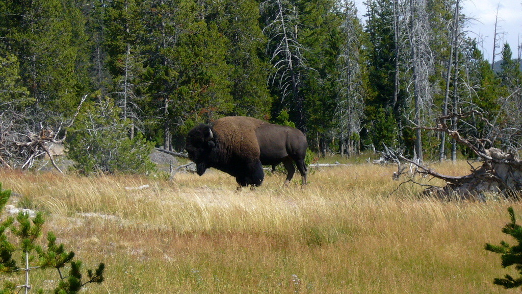 Yellowstone