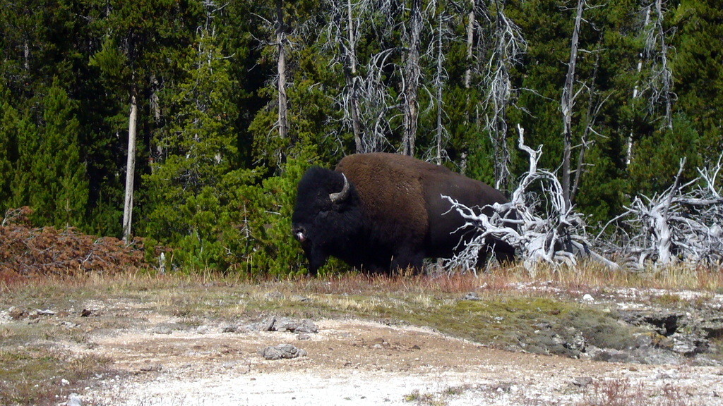 Yellowstone