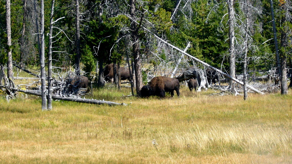 Yellowstone