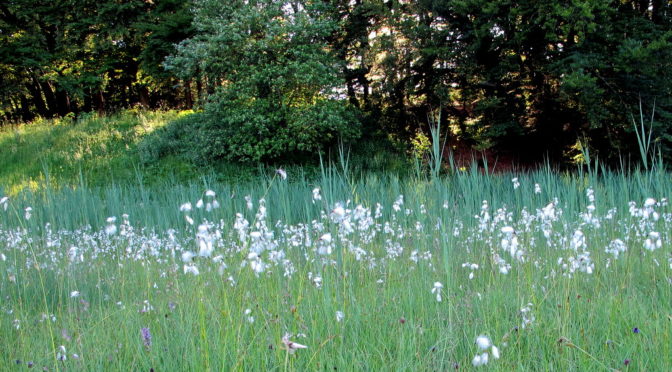 Feierabend-Tour zu den Orchideenwiesen bei Andechs