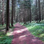 Chorwoche Bayer. Wald 2.-8.8 (25)