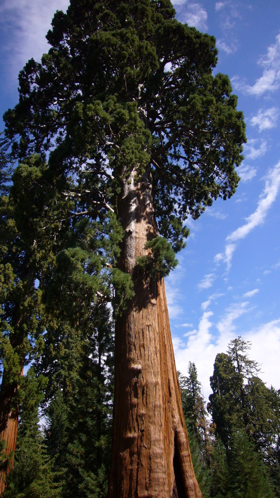 Sequioa NP