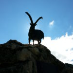 Das Steinbock-Denkmal. Hier lebt eine der größten Steinbock-Kolonien Europas