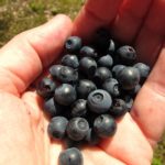 4aus7 Heidelbeeren