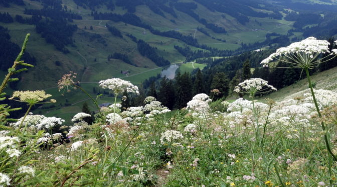 Maximiliansweg: von Oberstaufen (Hochgrat) nach Hittisau