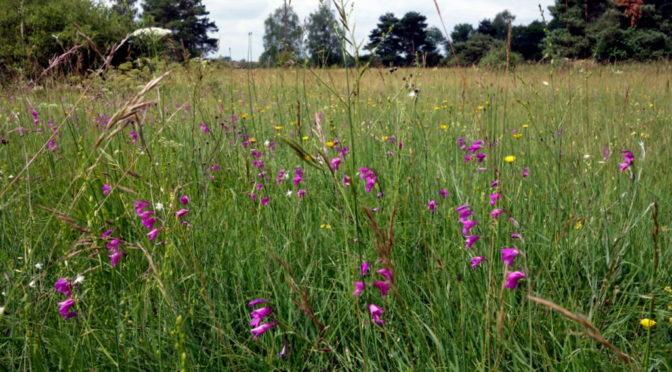 Königsbrunner Heide zur Orchideenblüte