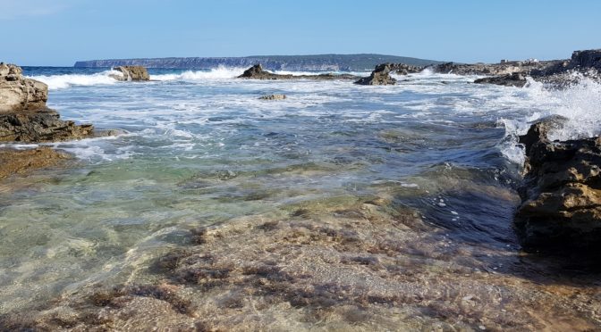 Ibiza, Formentera – viel Meer, etwas Stadt, ein wenig Fauna