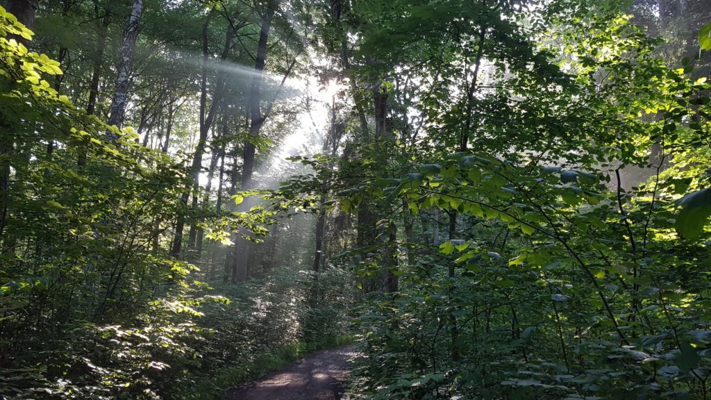 Im Wald, Sonne leuchtet durch die Blätter