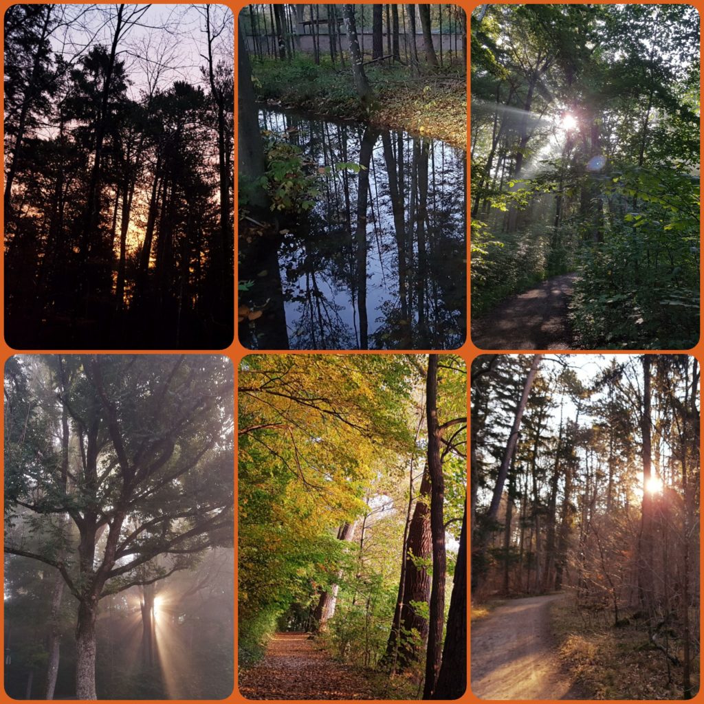 Sechs Waldfotos zu unterschiedlichen Jahreszeiten